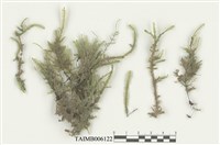 藏品(平苔科)的圖片